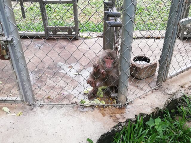 ラオス動物園のサル