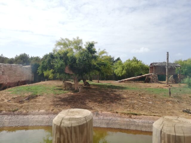 モロッコ、ラバト動物園のアトラスライオン飼育場