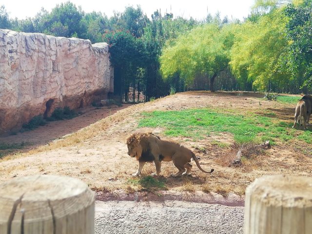 モロッコ、ラバト動物園のアトラスライオン-2