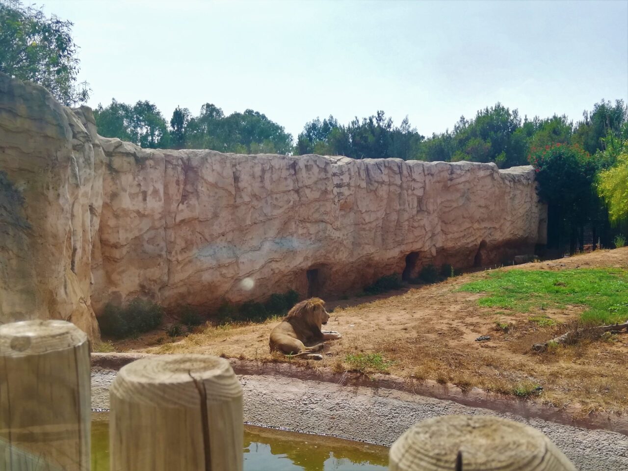 モロッコ、ラバト動物園のアトラスライオン