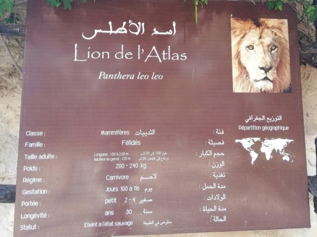 モロッコ ラバト動物園 絶滅したアトラスライオンを繁殖させた動物園 Zooっと旅しよう