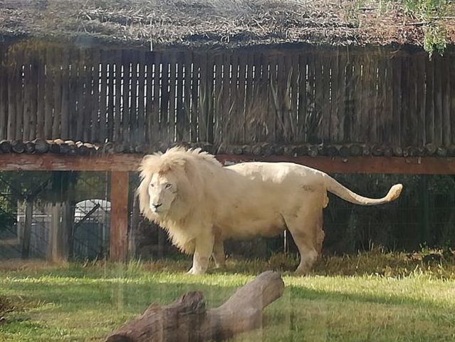 ラバト動物園のホワイトライオン