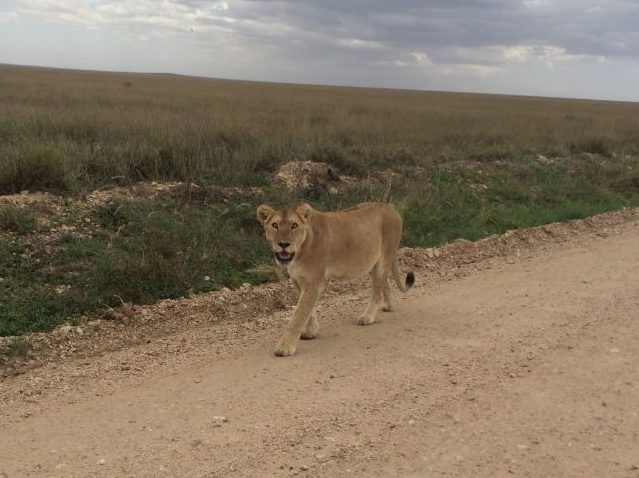 タンザニア、セレンゲティ国立公園のライオン