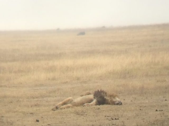 タンザニア、ンゴロンゴロ保全地域のライオン
