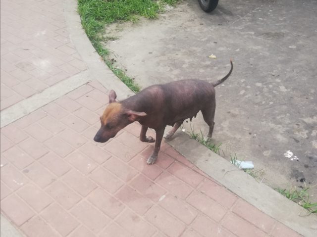 イキトスにいたペルー犬