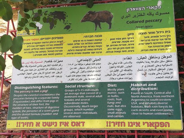 イスラエル、エルサレム聖書動物園のペッカリーの看板