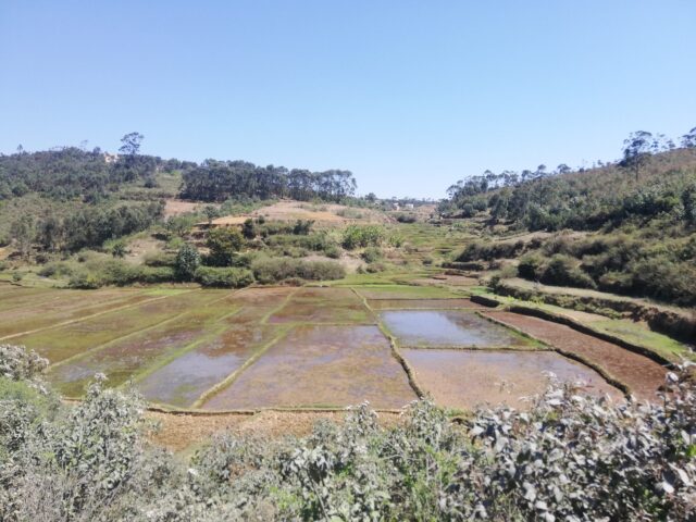 マダガスカルの田園風景