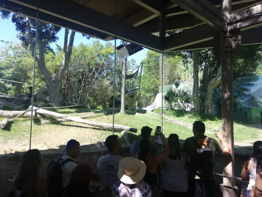 サンディエゴ動物園のゴリラ