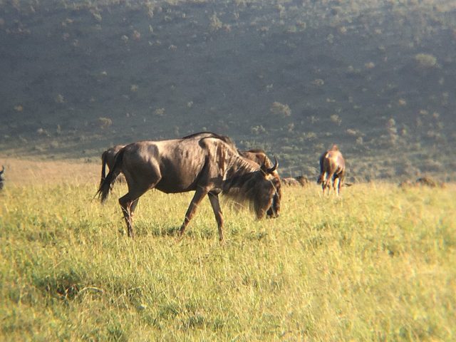 前編 ケニア マサイマラ国立保護区 ヌーの決死の川渡り Zooっと旅しよう 海外の国立公園や動物園を訪問し続ける旅人のブログ