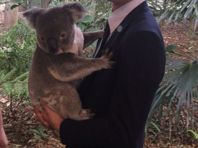ローンパインコアラサンクチュアリでコアラを抱っこ