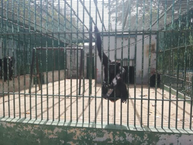 ダカール動物園のチンパンジー