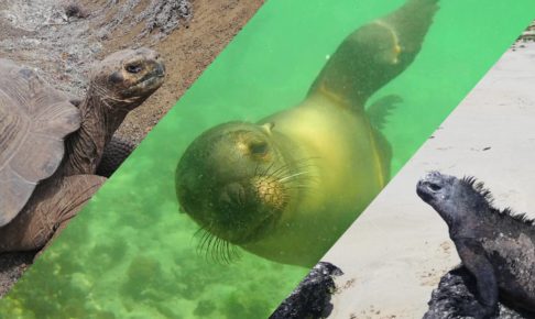 エクアドル ガラパゴス諸島 知っておくべき観光情報19 Zooっと旅しよう 海外の国立公園や動物園を訪問し続ける旅人のブログ
