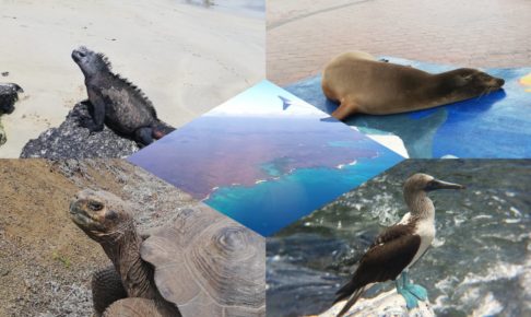 ガラパゴス諸島 イザベラ島観光 野生のアシカと泳いだ日 Zooっと旅しよう 海外の国立公園や動物園を訪問し続ける旅人のブログ