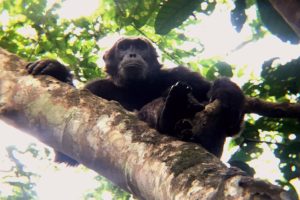 キバレ国立公園のチンパンジー_1