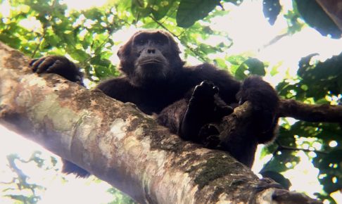 キバレ国立公園のチンパンジー_1