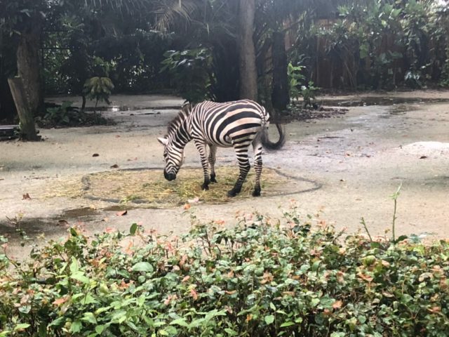シンガポール動物園のシマウマ