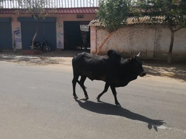 自由気ままなインドの牛