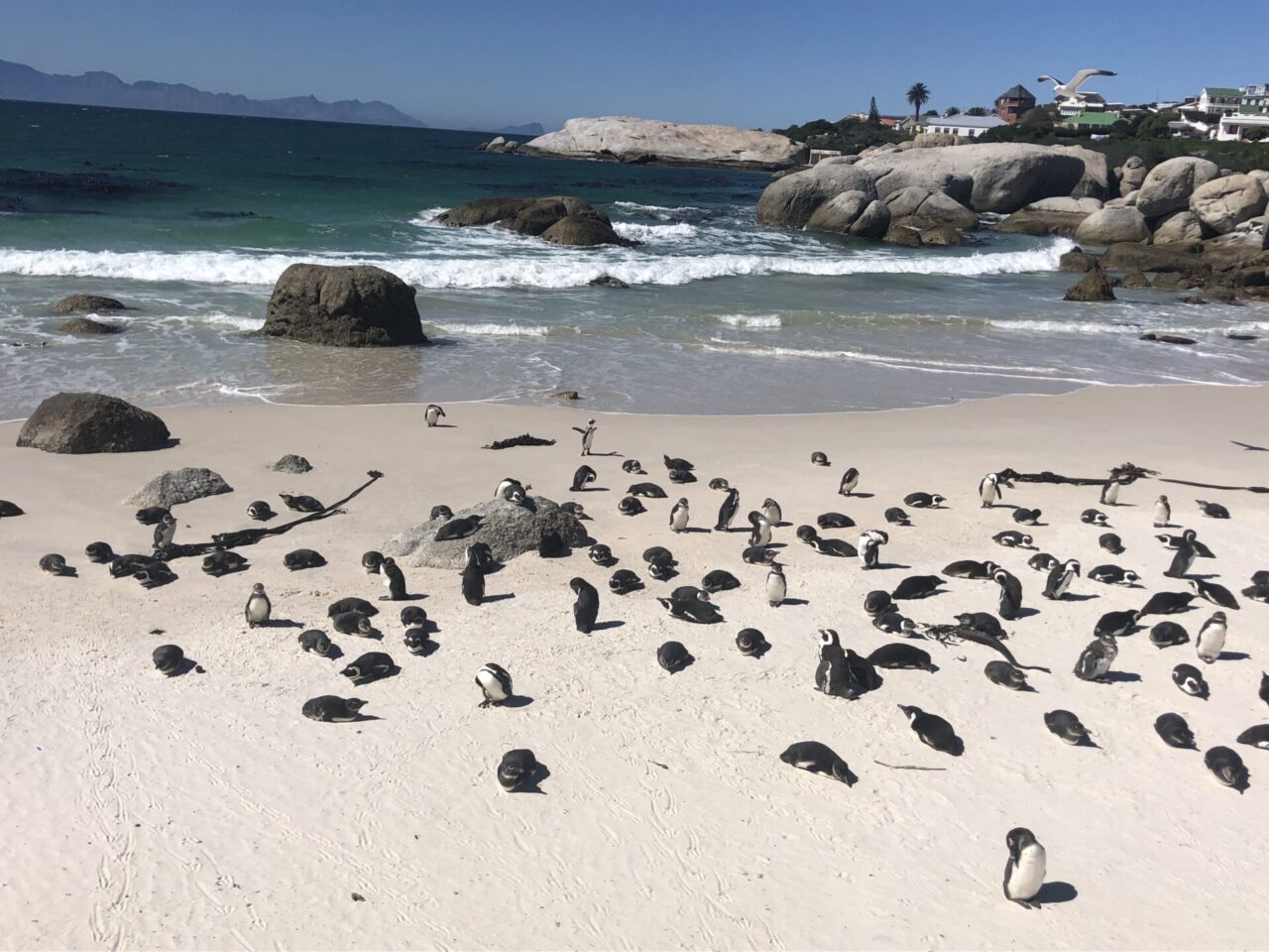 ビーチを埋め尽くすケープペンギン