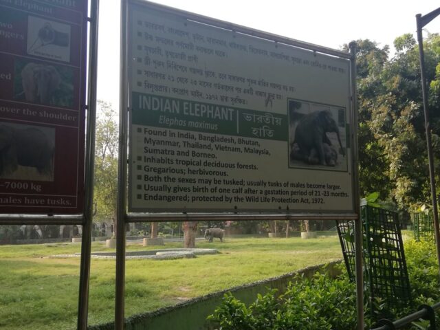 コルカタ動物園のゾウ