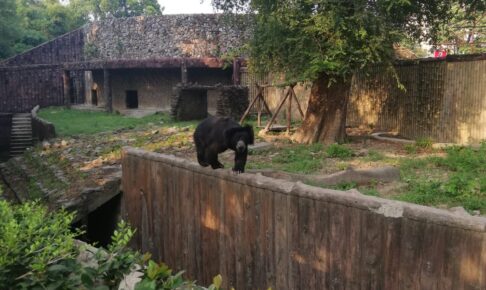 コルカタ動物園のナマケグマ