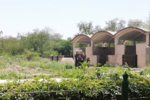 デリー国立動物園のアフリカゾウ
