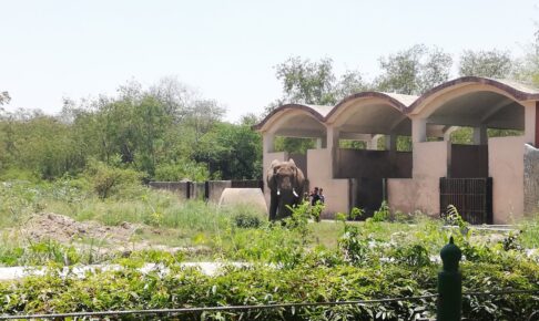 デリー国立動物園のアフリカゾウ