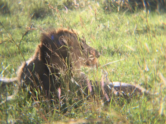 マサイマラ国立保護区のライオン