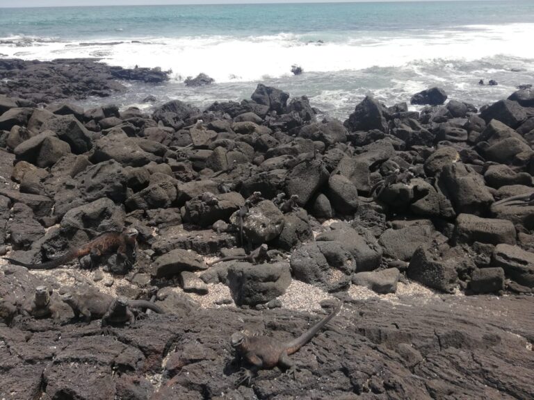 【世界の国立公園】動物好き旅人がおすすめする海外の国立公園7選とその魅力 Zooっと旅しよう!動物観察旅専門メディア