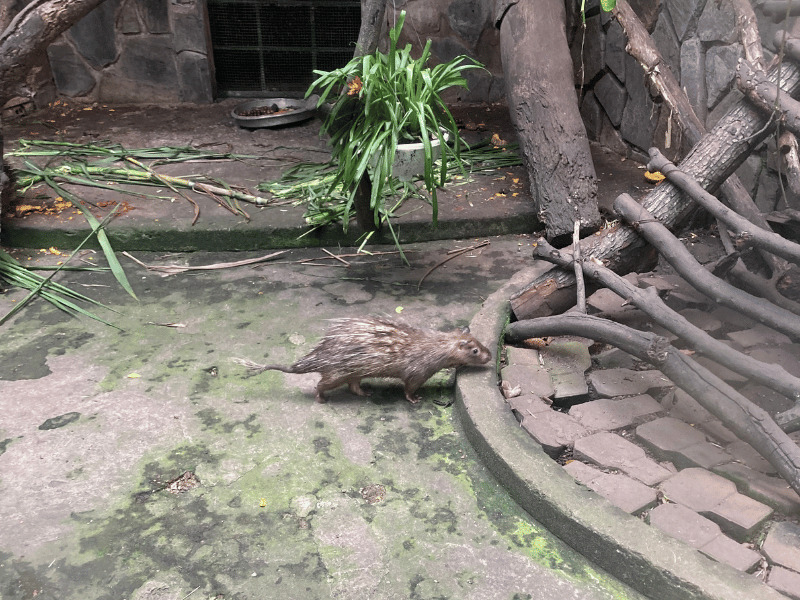サイゴン動物園_アジアフサオヤマアラシ2