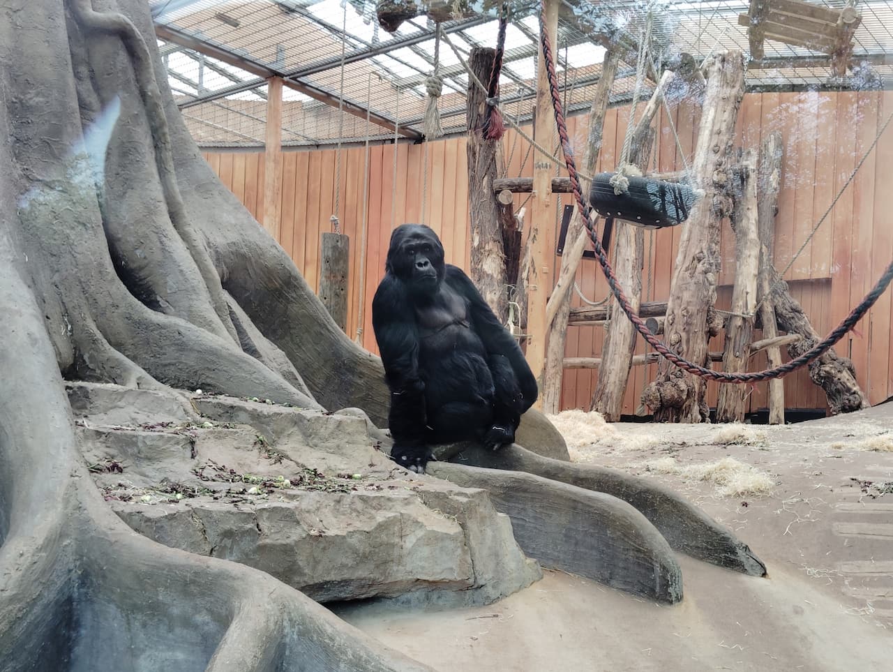 ベルギーアントワープ動物園のヒガシゴリラ