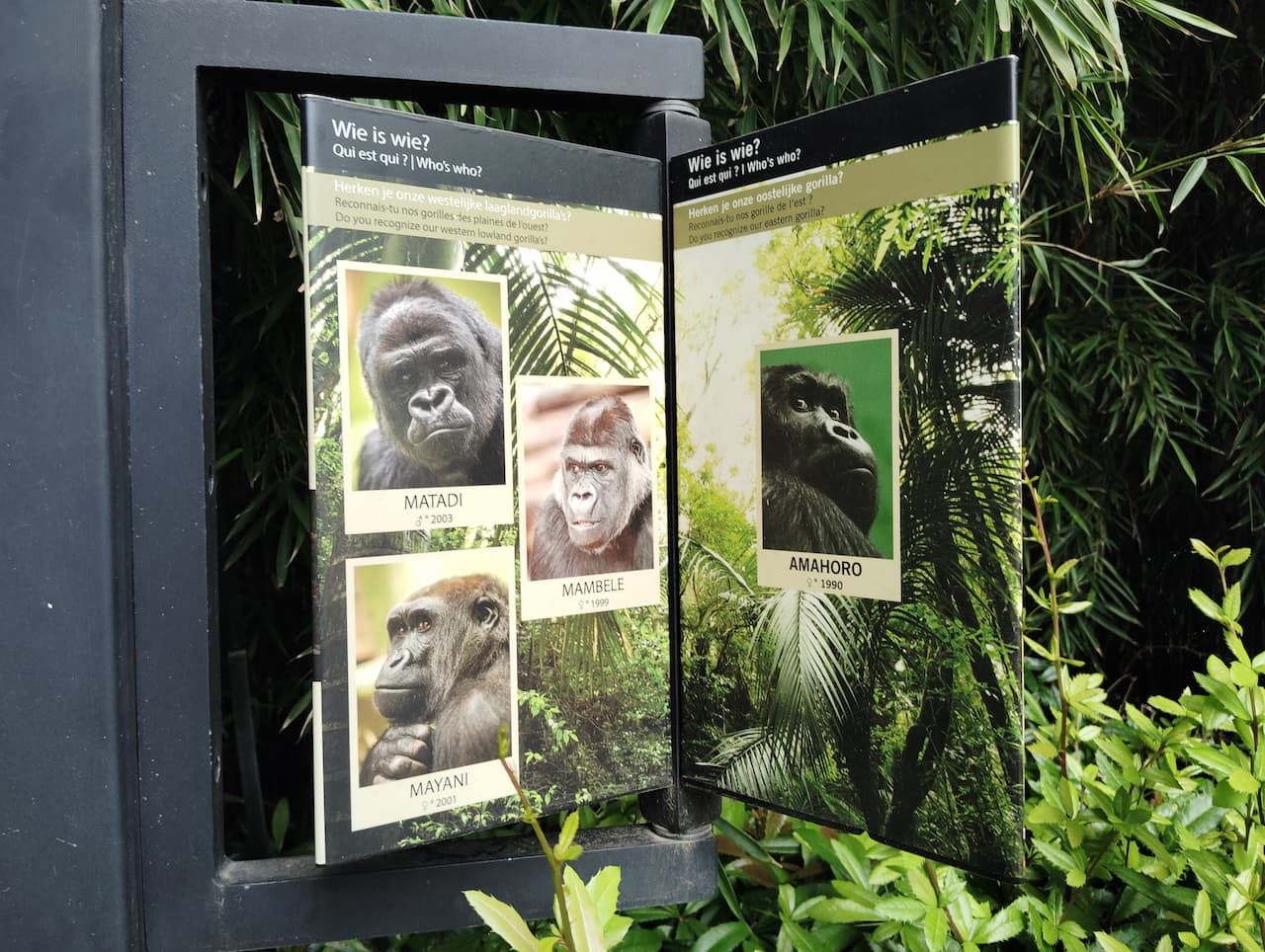 ベルギーアントワープ動物園のヒガシゴリラ１