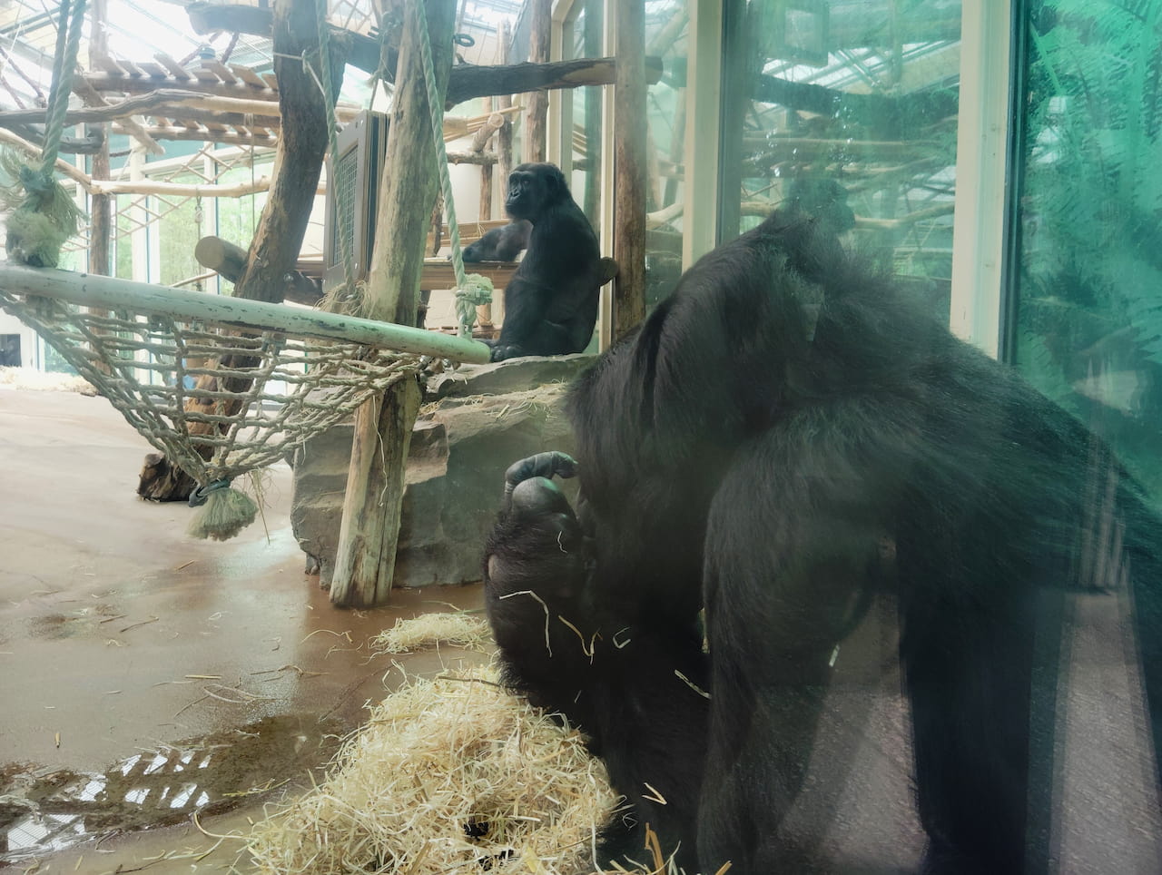 ベルギーアントワープ動物園のヒガシゴリラ４