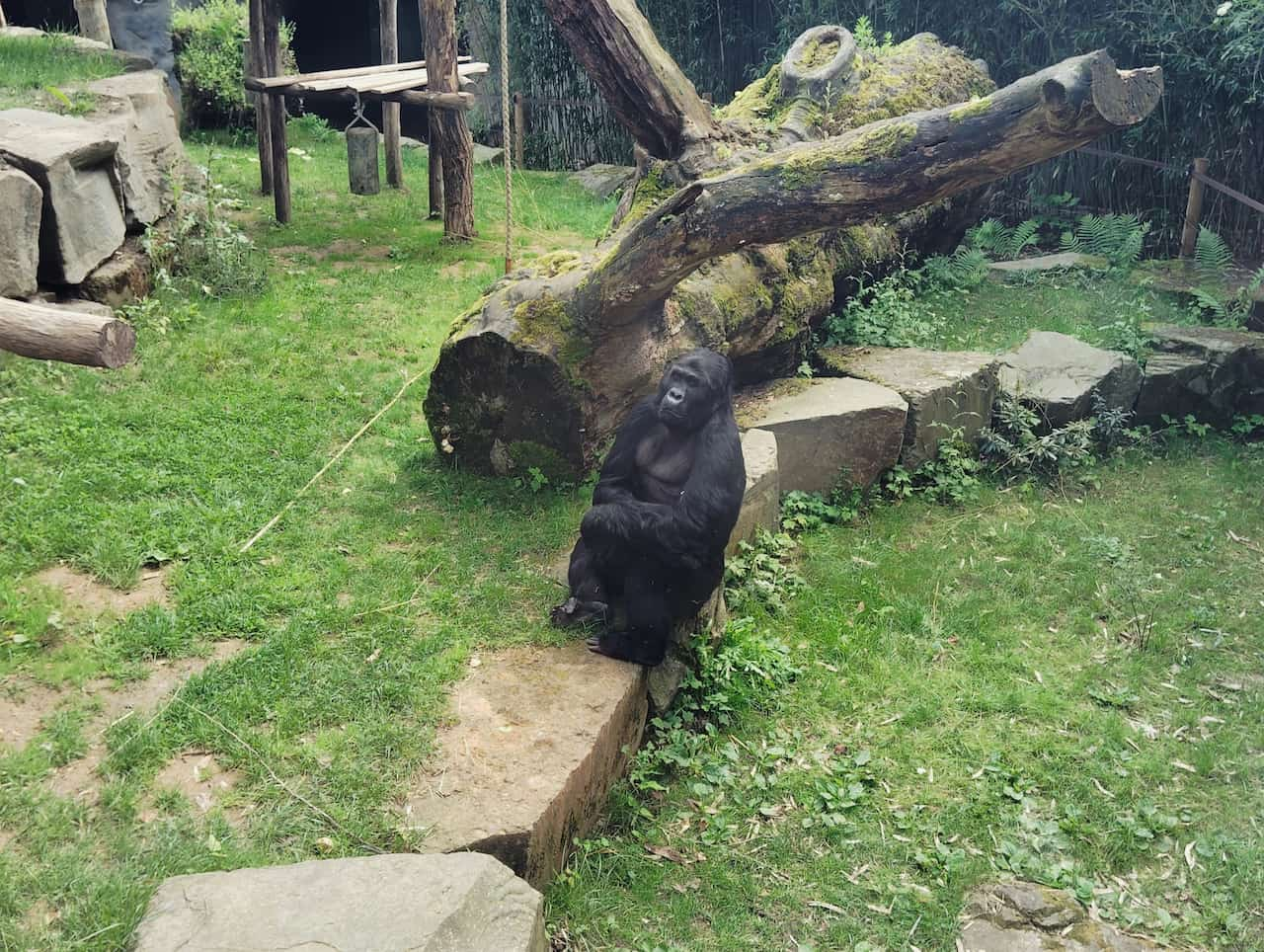 ベルギーアントワープ動物園のヒガシゴリラ３