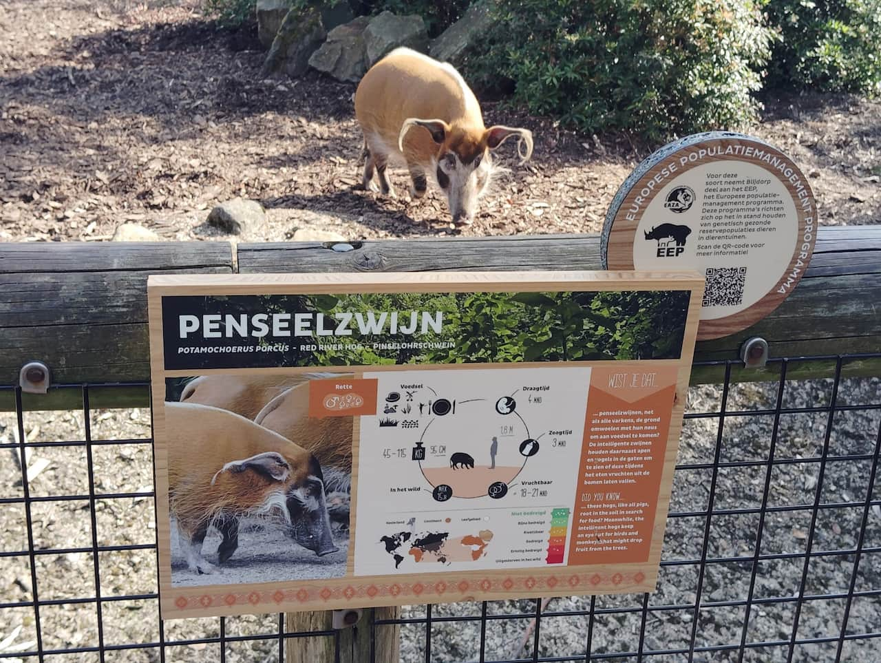 ブライドープ動物園：解説板の写真を撮っていたら私も映してとあらわれたアカカワイノシシ