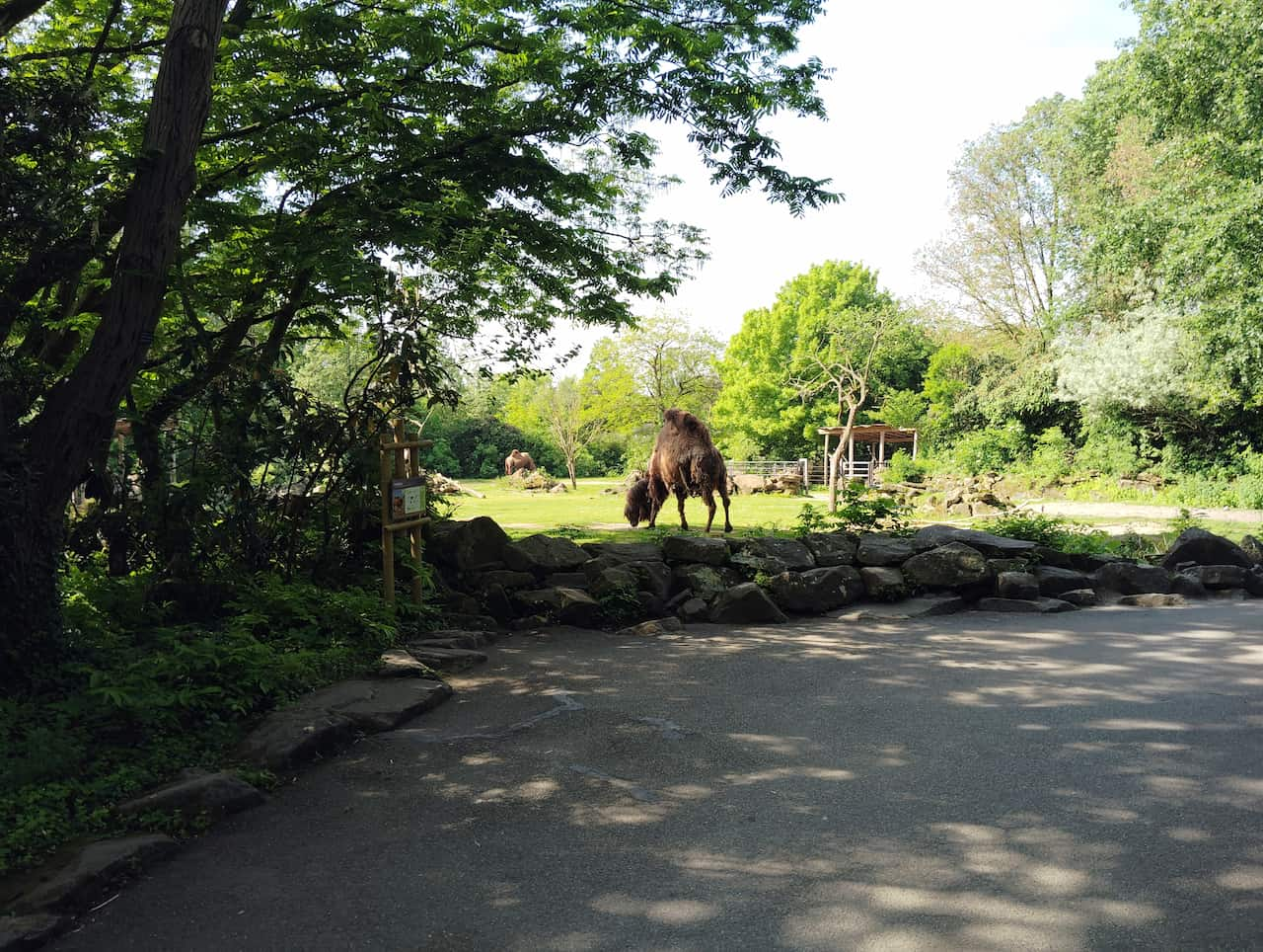 ブライドープ動物園：立派なヒトコブラクダ