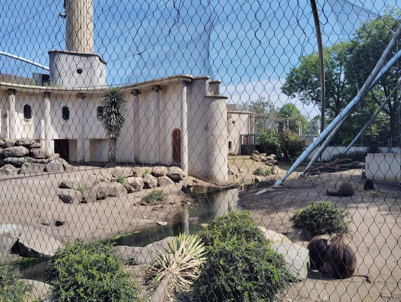 ブライドープ動物園：ゲラダヒヒの子どもが元気いっぱい走りまわってました