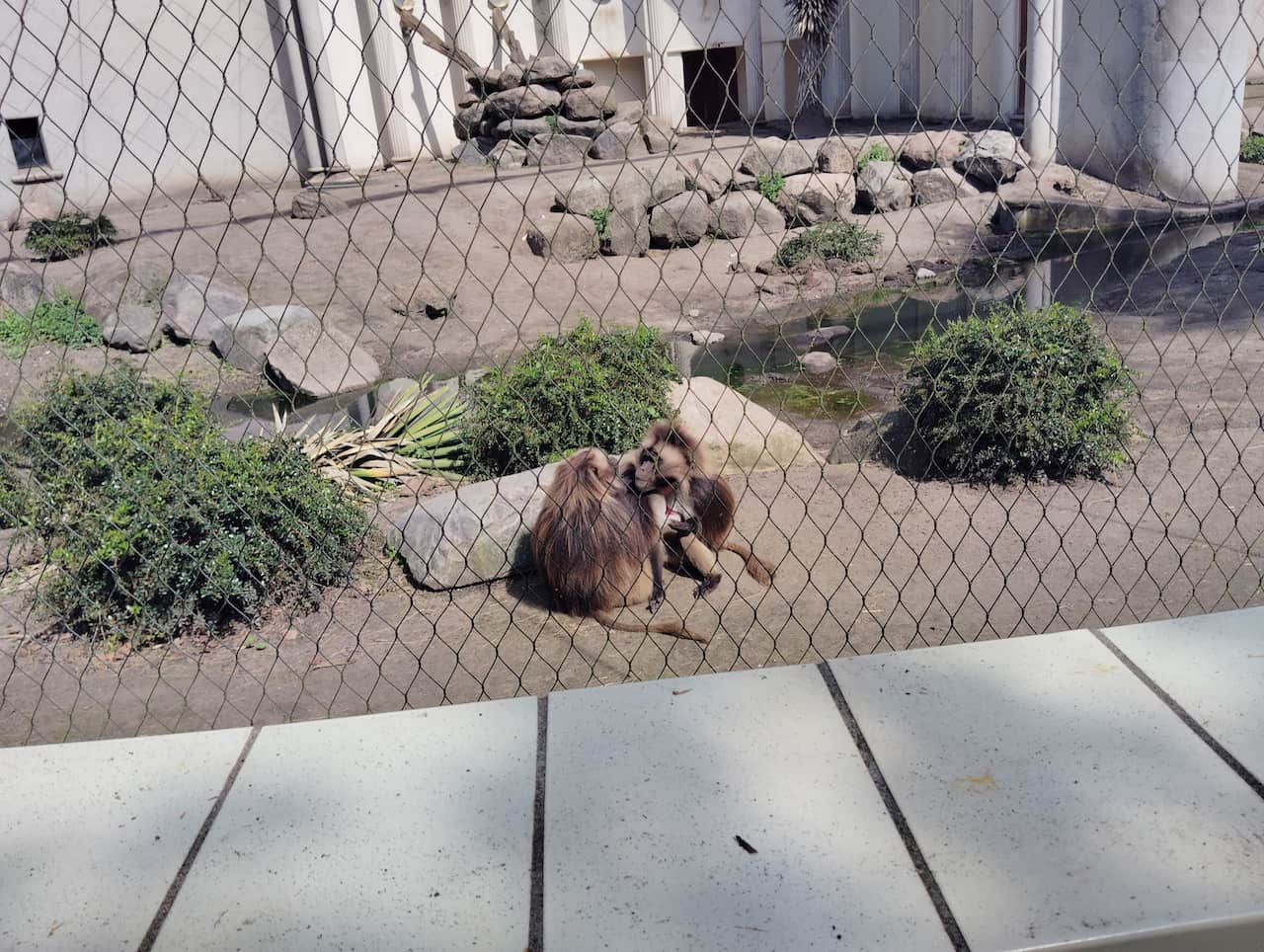 ブライドープ動物園：毛づくろい中のゲラダヒヒ