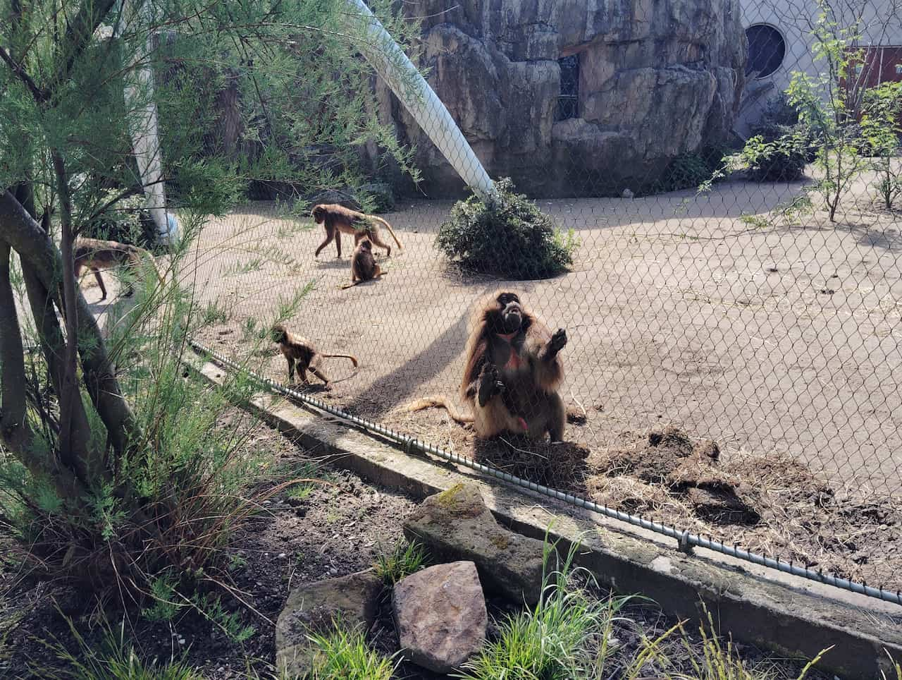 ブライドープ動物園：エチオピアの山岳地帯に暮らすゲラダヒヒ