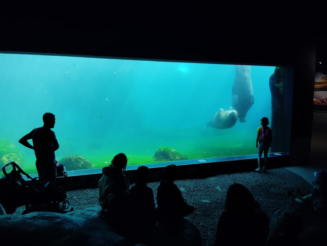 Hagenbeck Tierpark-walrus3