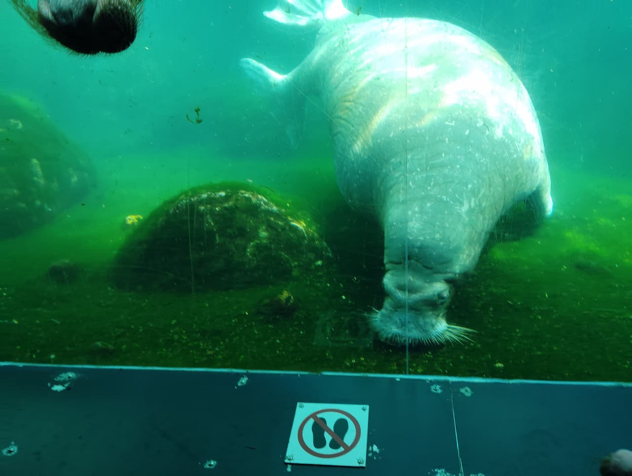 Hagenbeck Tierpark-walrus2