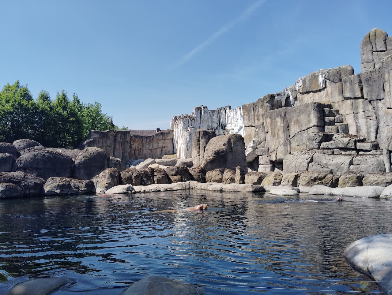 Hagenbeck Tierpark-walrus