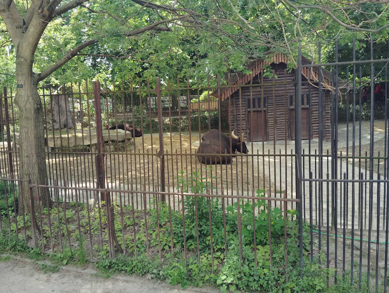 パリ植物園付属動物園のガウル