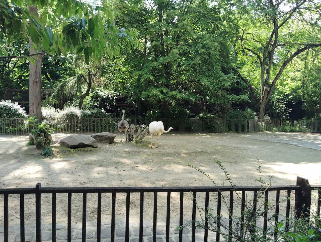 パリ植物園付属動物園のナンドゥ