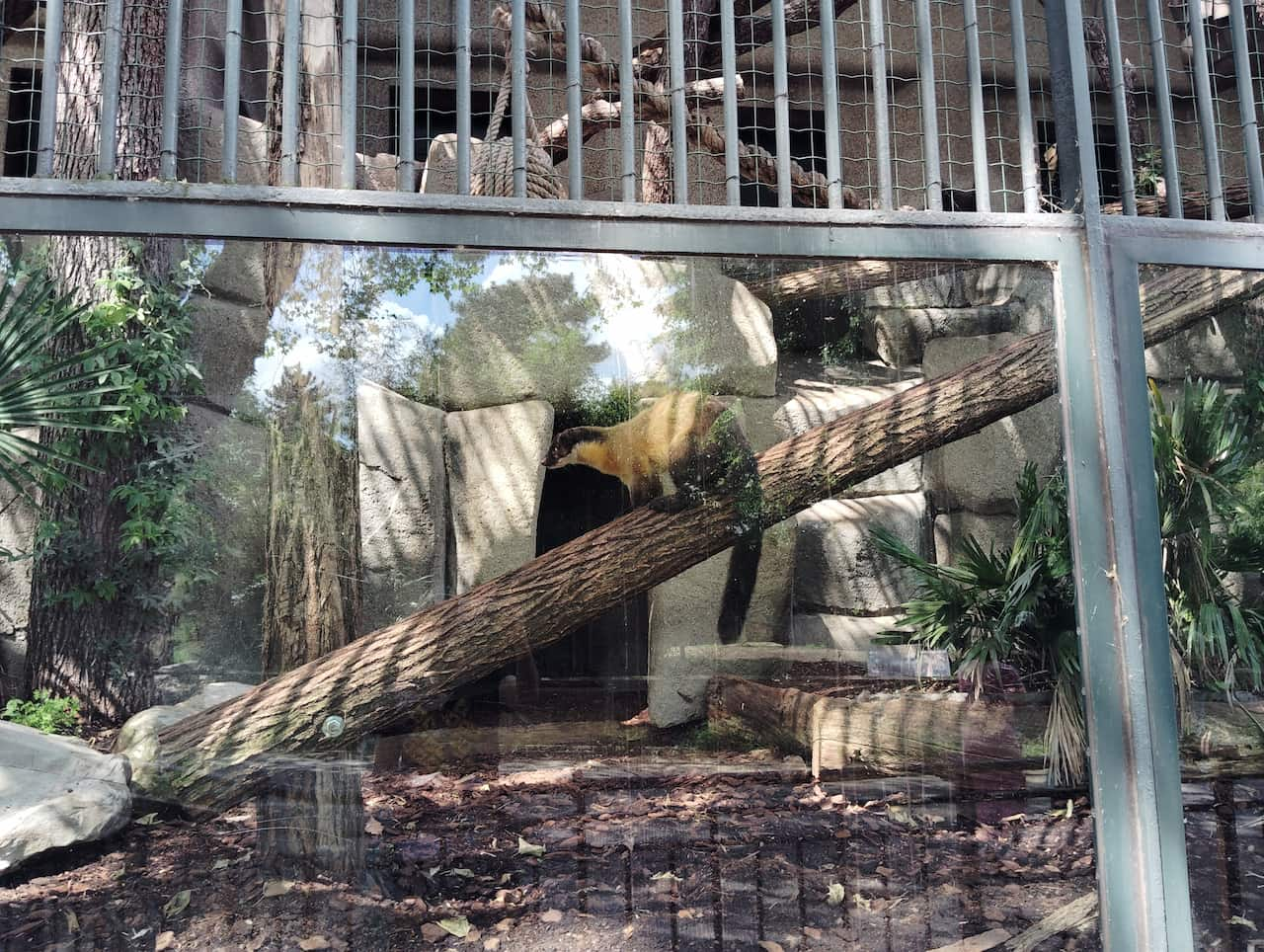 パリ植物園付属動物園のテン