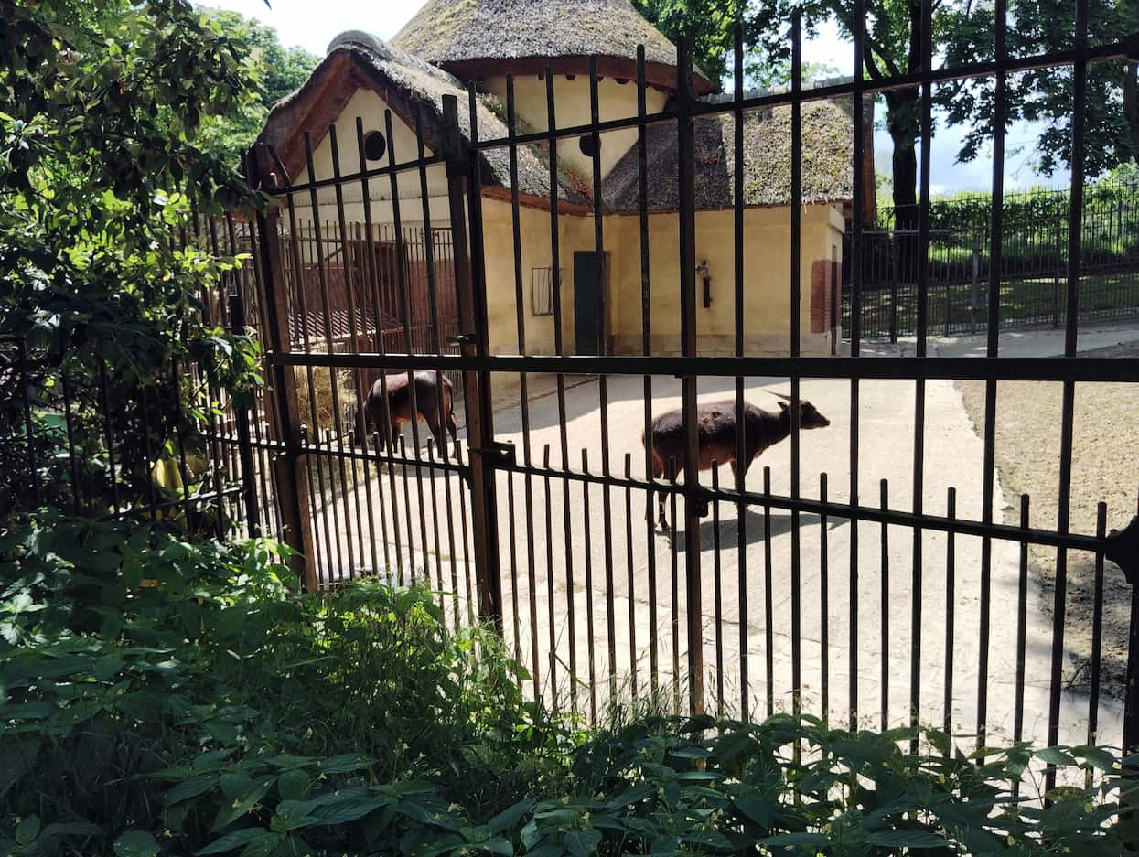 パリ植物園付属動物園のアノア