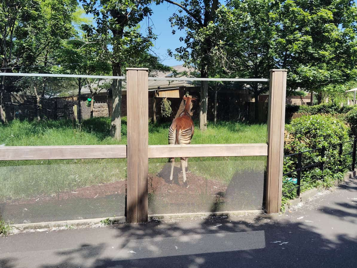 ロンドン動物園のオカピ