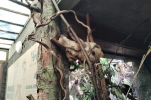 ロンドン動物園のフタユビナマケモノ