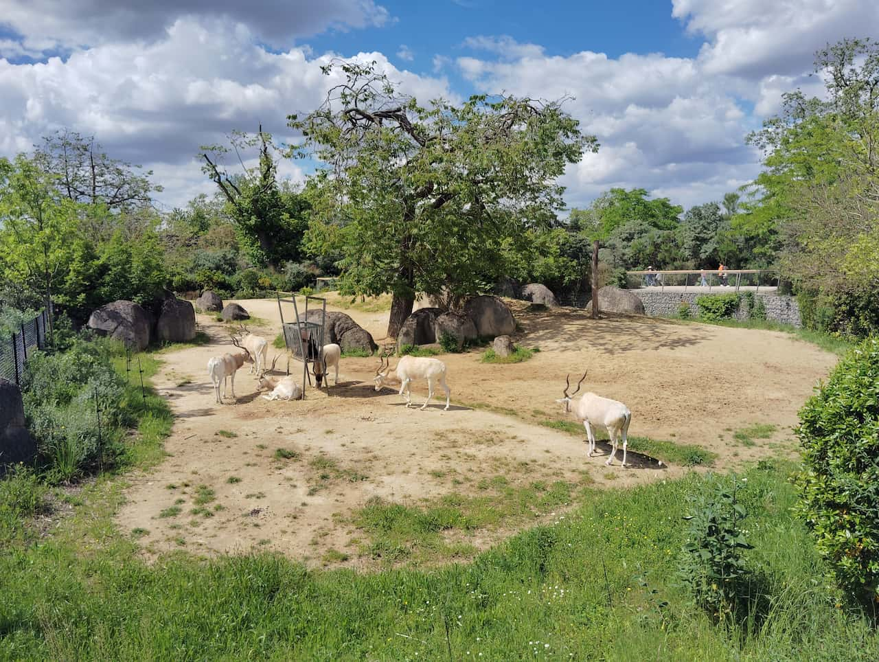 パリ動物園のアイベックス