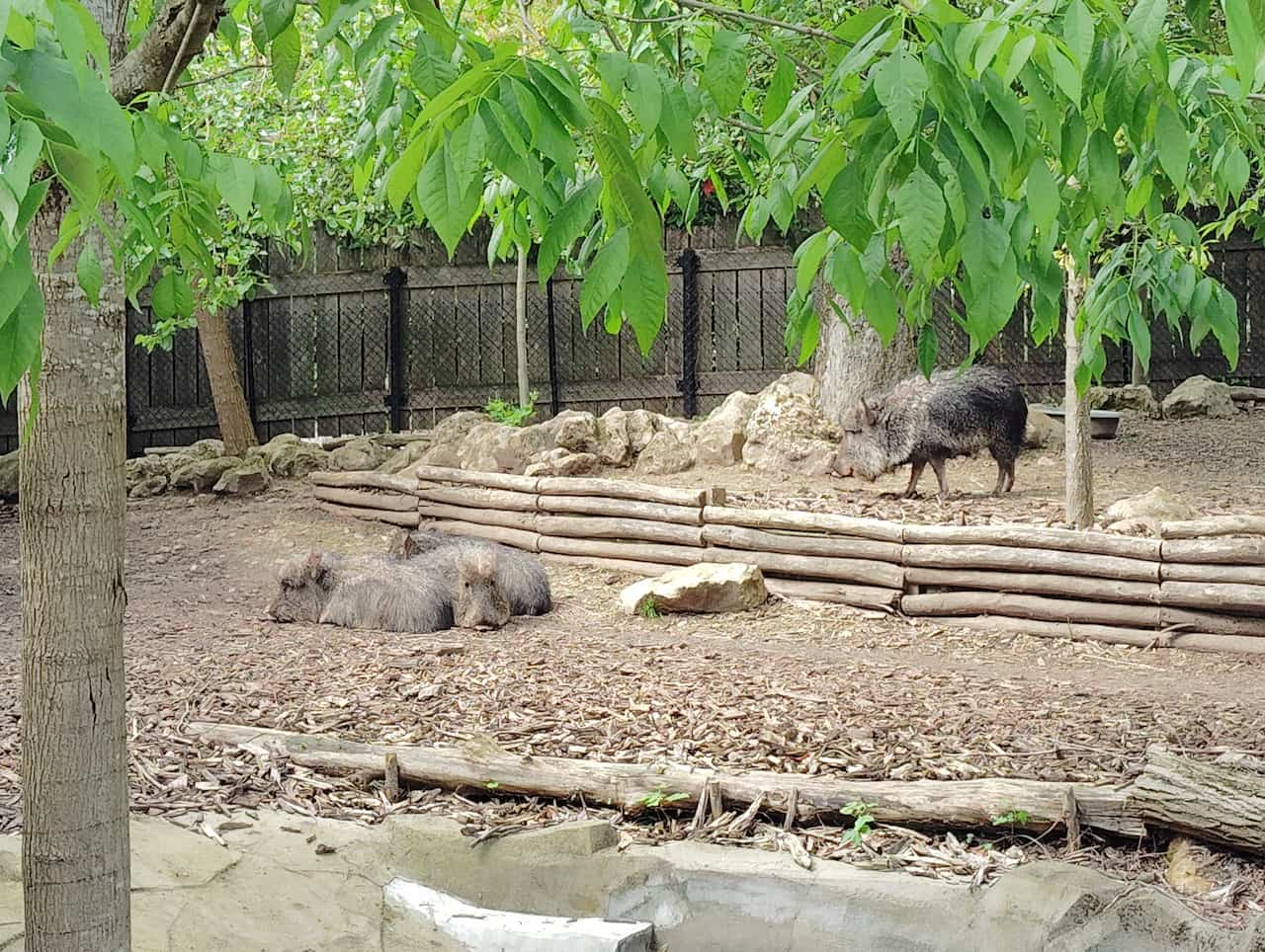 パリ動物園のチャコペッカリー②