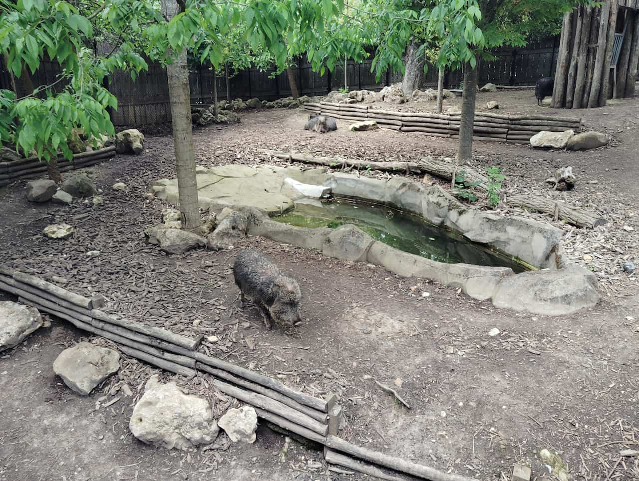 パリ動物園のチャコペッカリー①